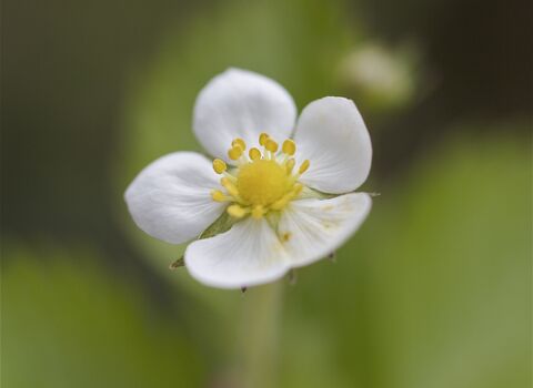 Wild strawberry | The Wildlife Trusts